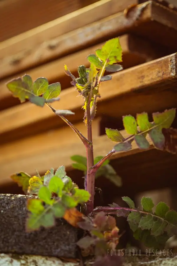Garten – Foto 14 von 35