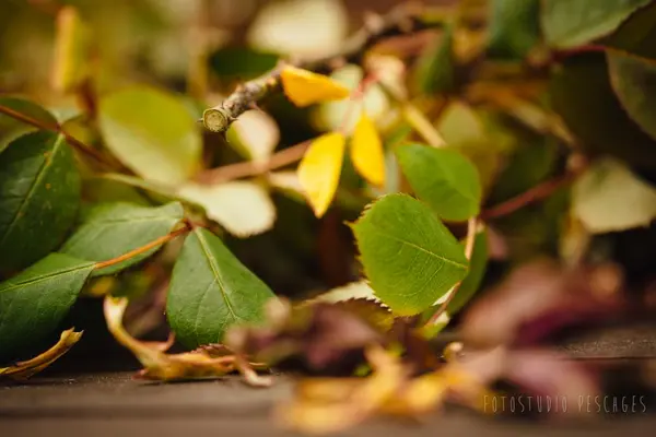 Garten – Foto 18 von 35
