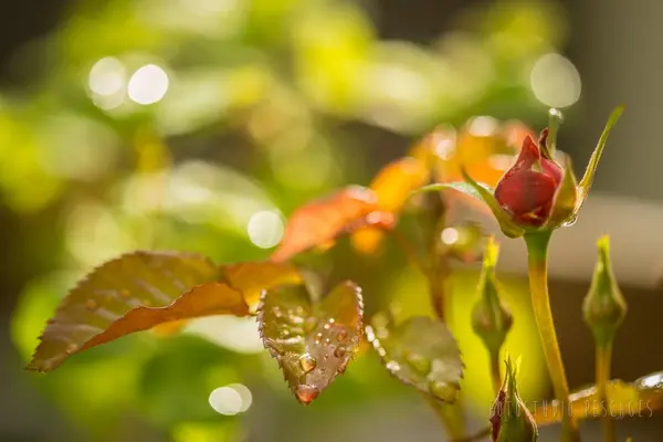Garten – Foto 19 von 35