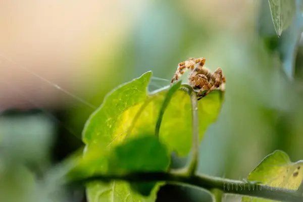 Garten – Foto 21 von 35