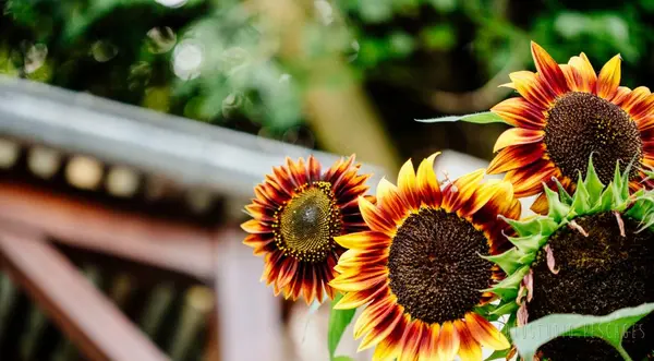 Garten – Foto 22 von 35