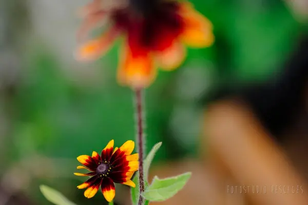 Garten – Foto 25 von 35