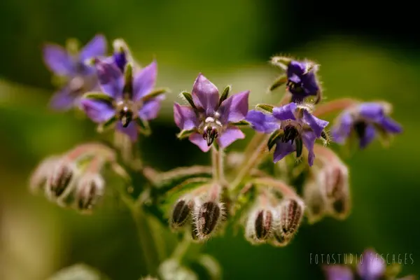 Garten – Foto 2 von 35
