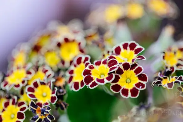 Garten – Foto 8 von 35