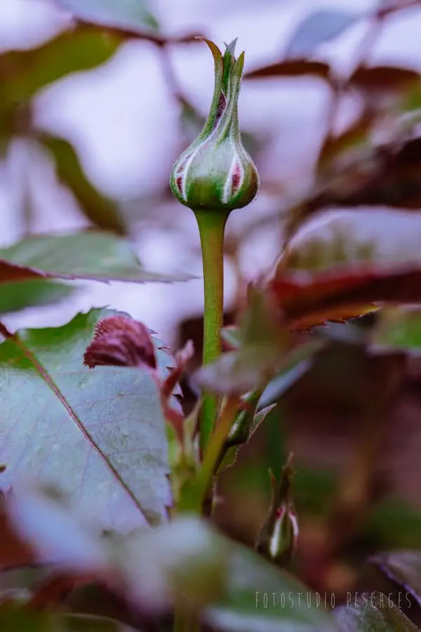 Garten – Foto 10 von 35